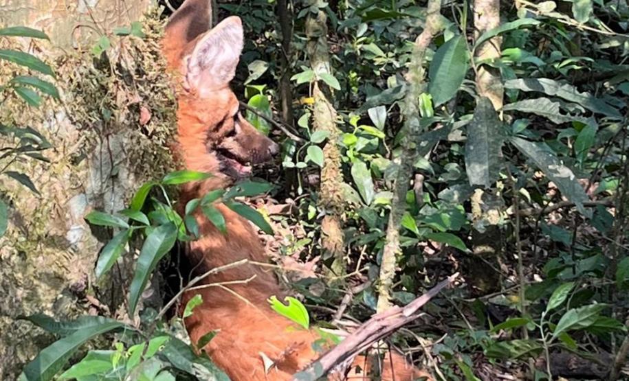 Lobo Guará na floresta