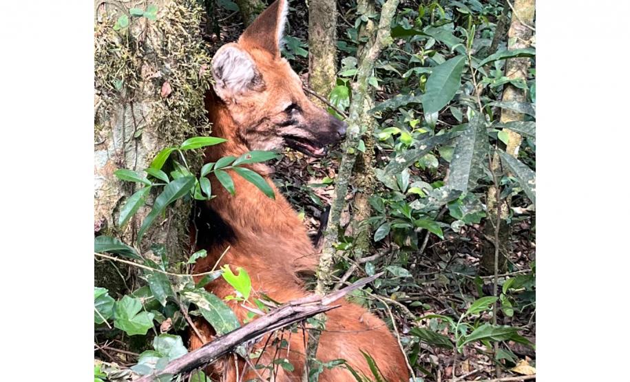 Lobo Guará na floresta