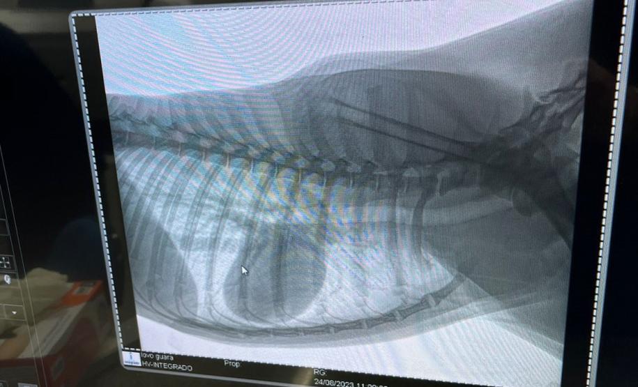 Raio-X do Lobo Guará