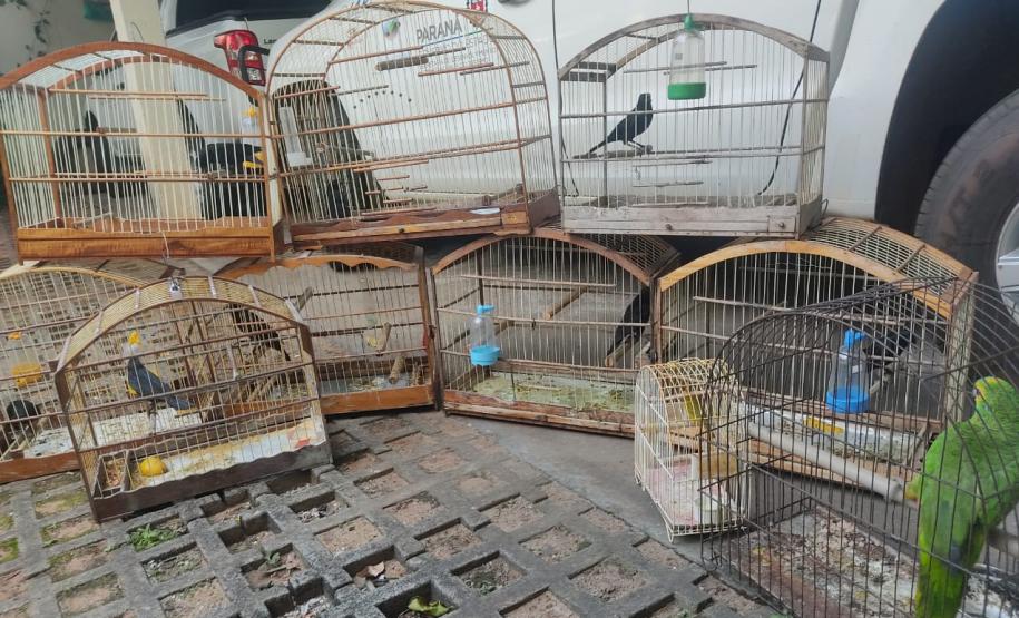 Fotos de pássaros resgatados