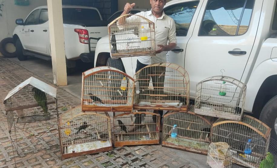 Fotos de pássaros resgatados