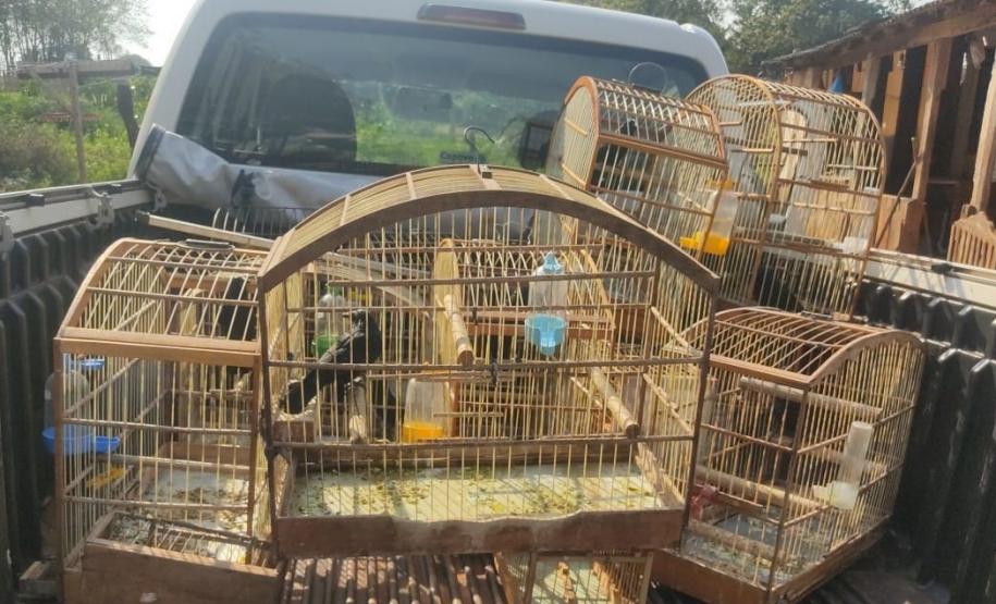 Fotos de pássaros resgatados