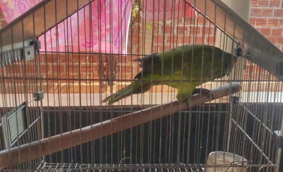 Fotos de pássaros resgatados