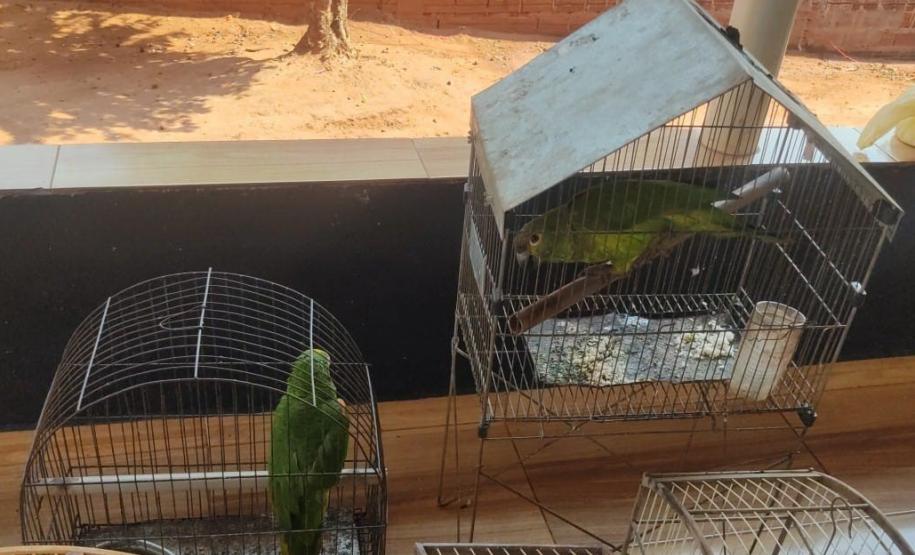 Fotos de pássaros resgatados