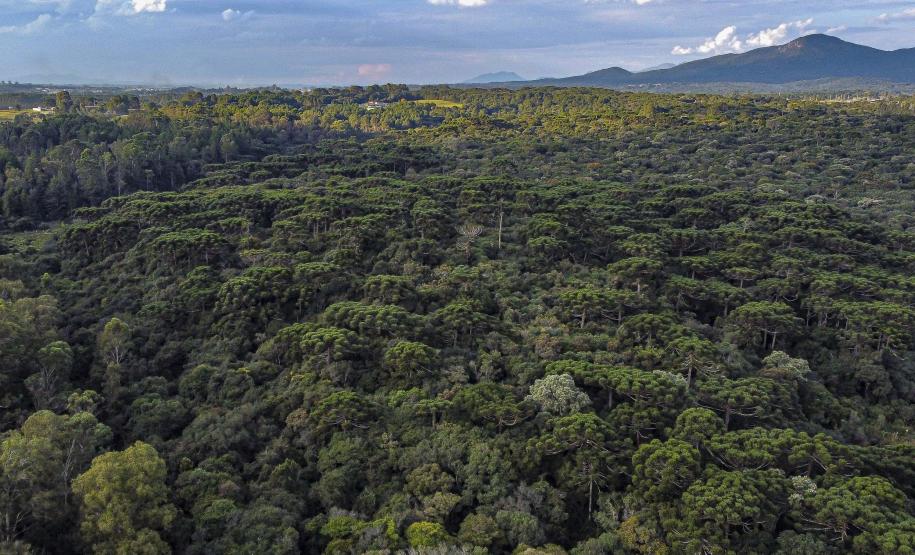 Foto aérea de floresta