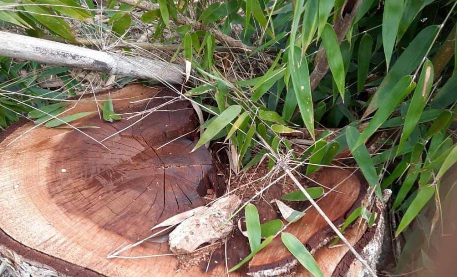 Foto de cepo de madeira