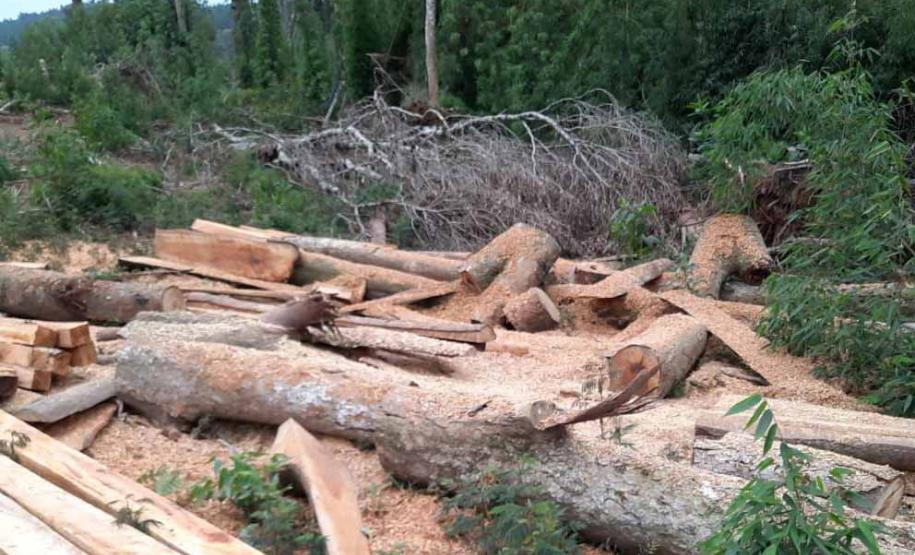 Foto de toras de madeira