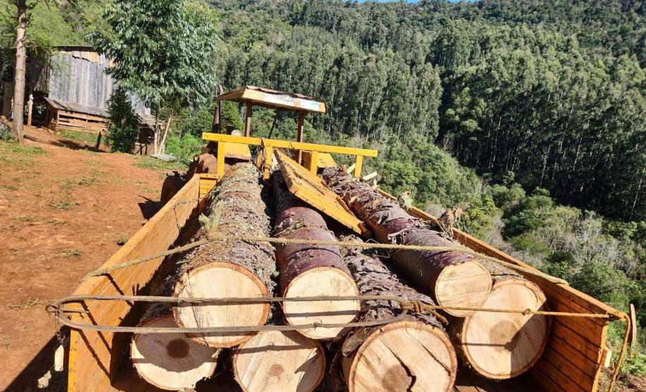 Foto de toras de madeira em caminhão