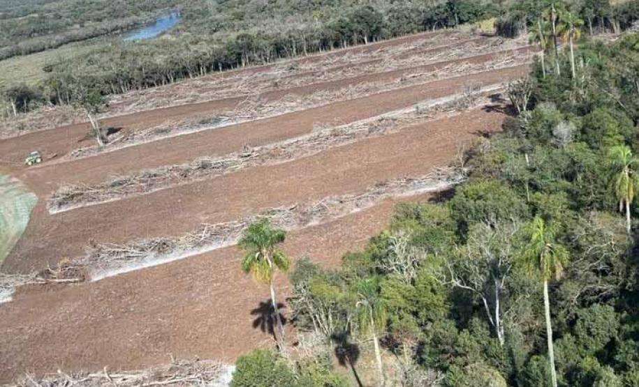 Foto de área desmatada