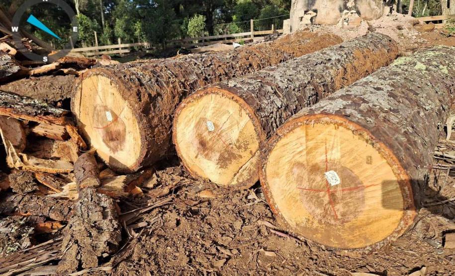 Foto de toras de madeira em caminhão