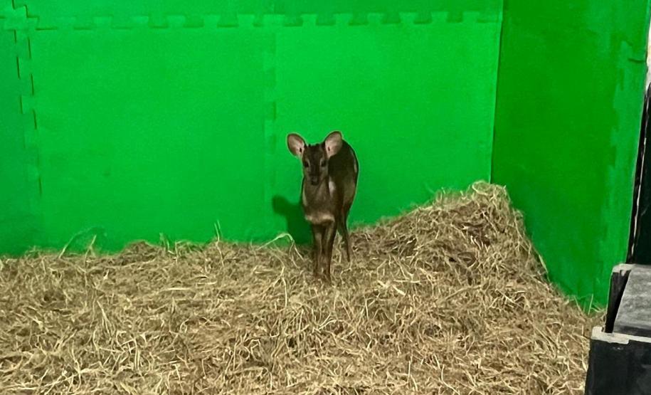 Foto de veado resgatado