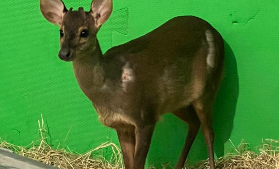 Foto de veado resgatado