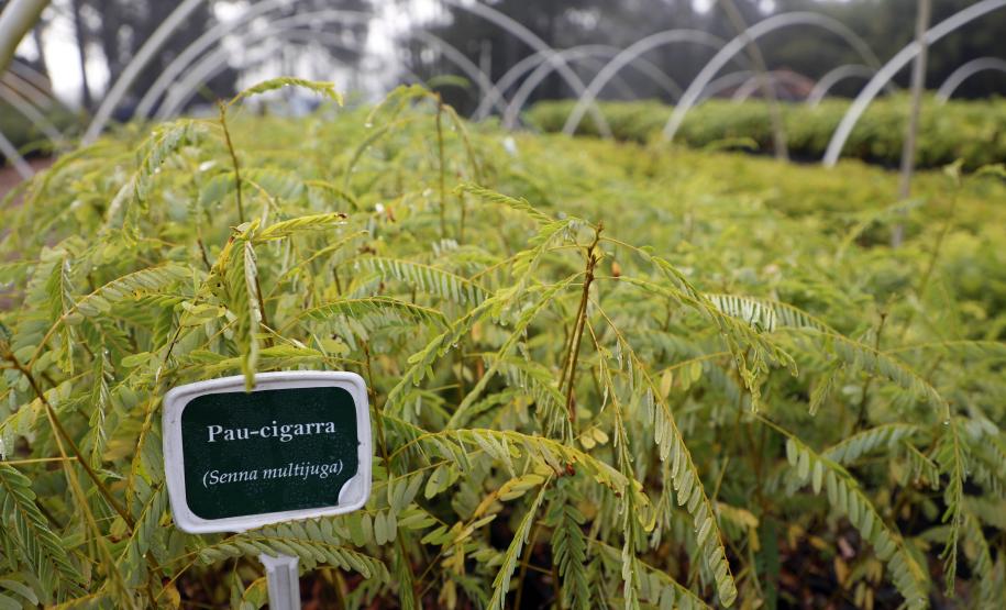 Foto de viveiro de mudas