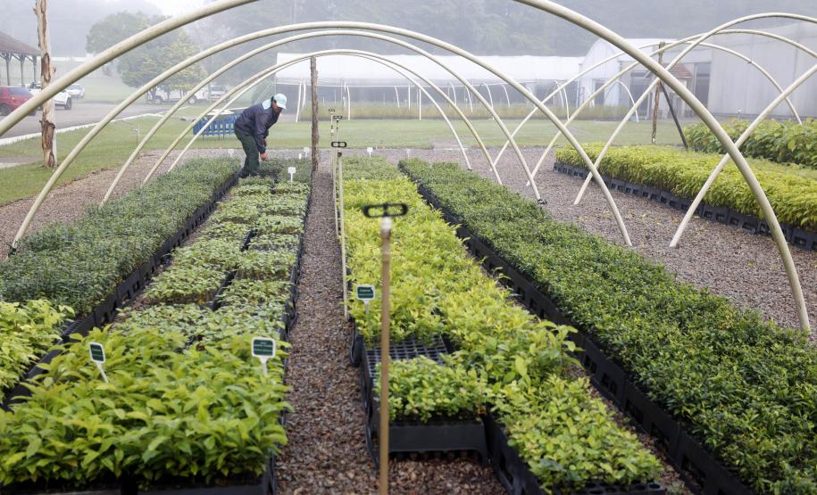 Foto de viveiro de mudas