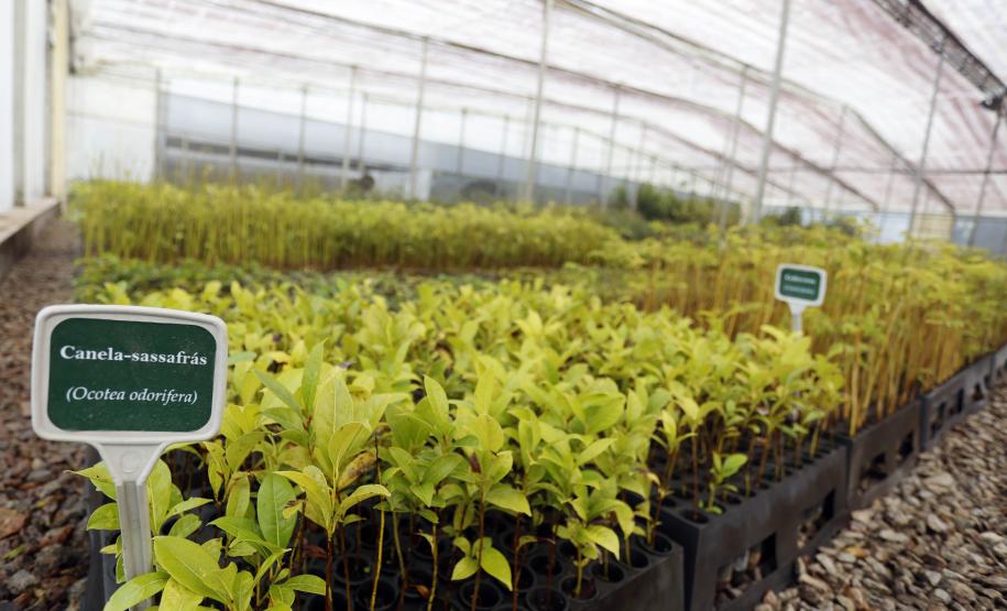 Foto de viveiro de mudas