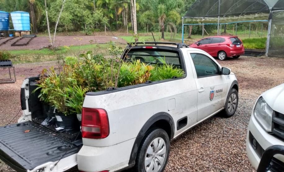 Foto de caminhonete transportando mudas