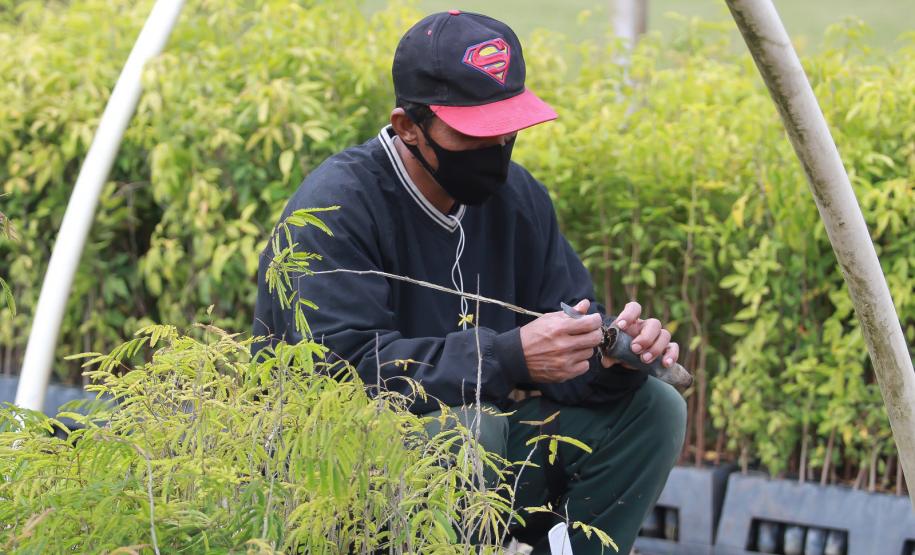Foto de homem trabalhando em viveiro