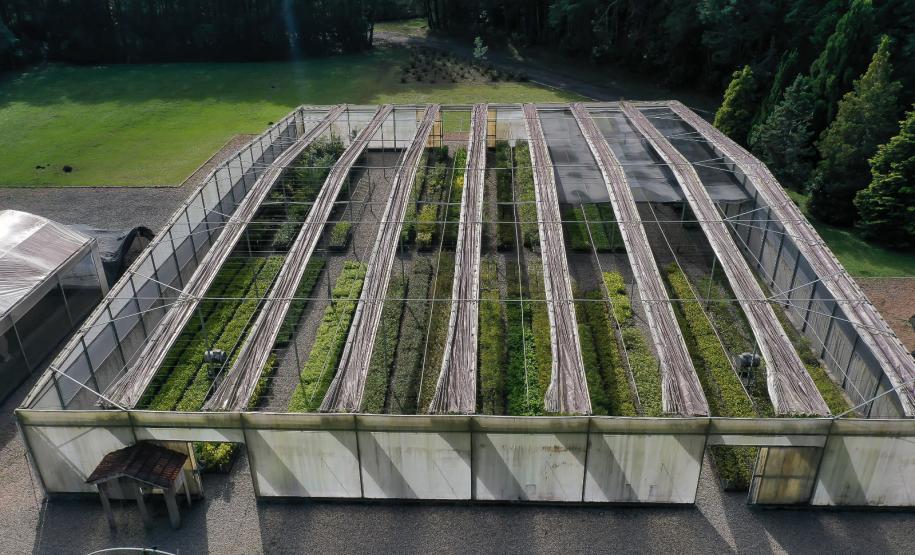 Foto de viveiro de mudas