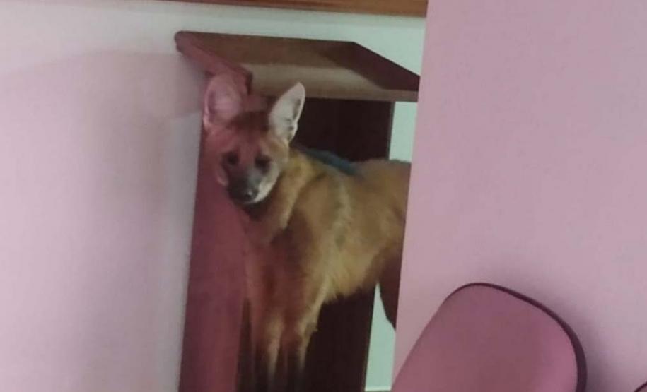 Lobo-Guará no centro Universitário em Campo Mourão