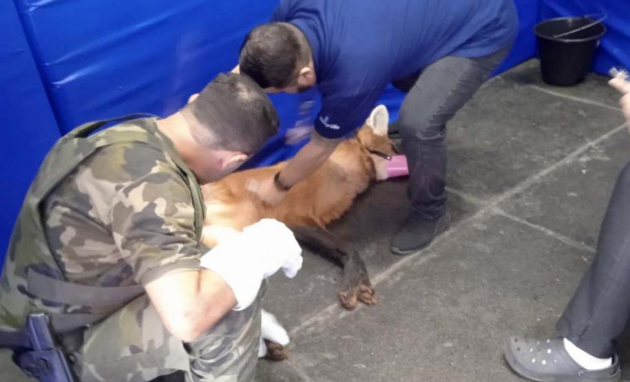 Profissionais prestando atendimento ao Lobo-Guará