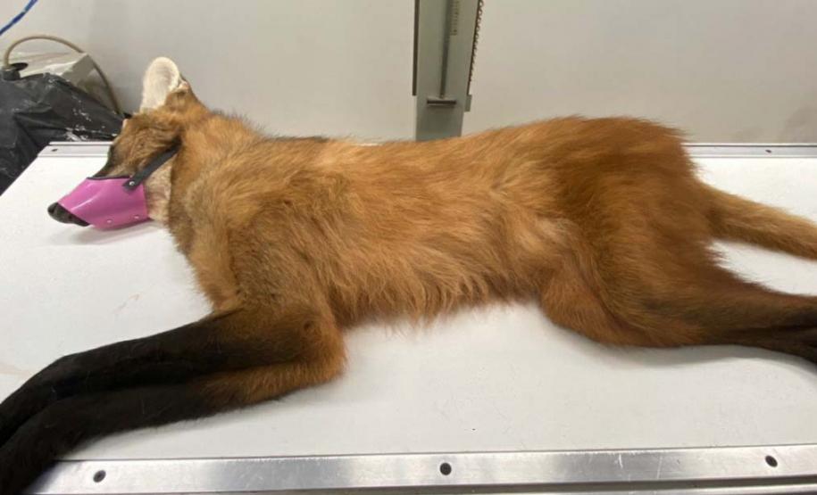 Lobo-Guará aguardando atendimento em uma maca