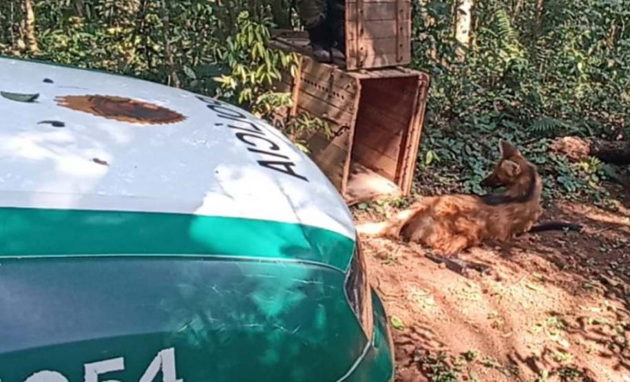 Lobo-Guará na floresta em frente ao carro do atendimento