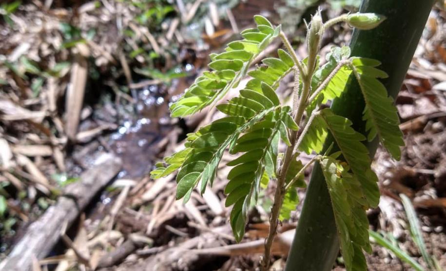 Planta solitária em meio a destroços de madeira