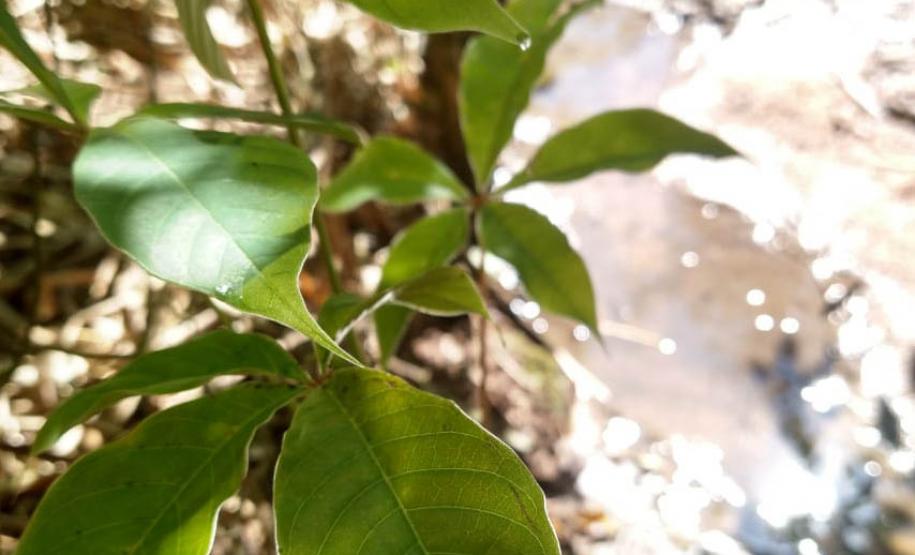 close-up de uma muda