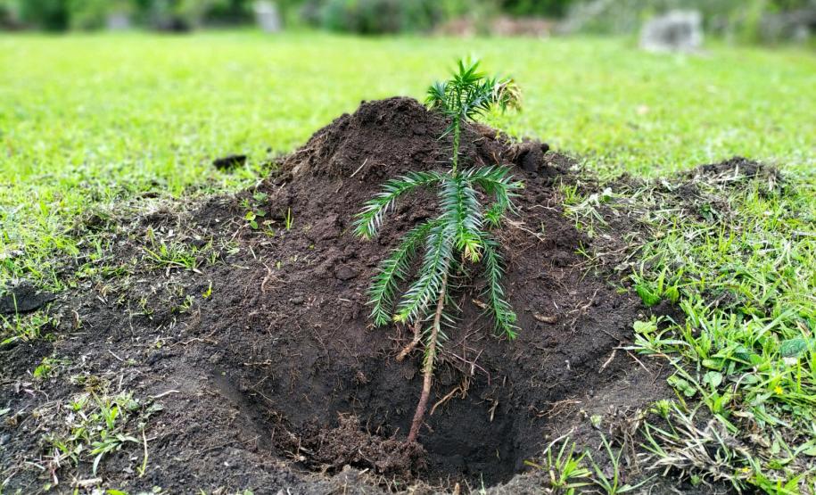 Muda recém plantada no solo