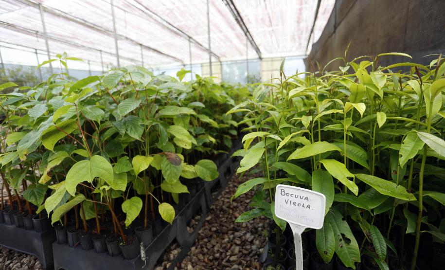 Viveiro com fileiras de mudas