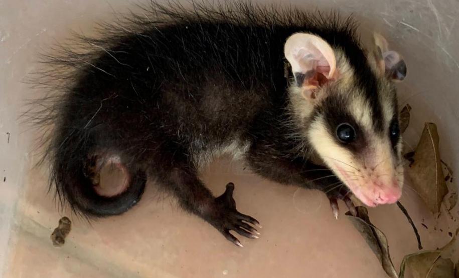 Foto de gambá resgatado