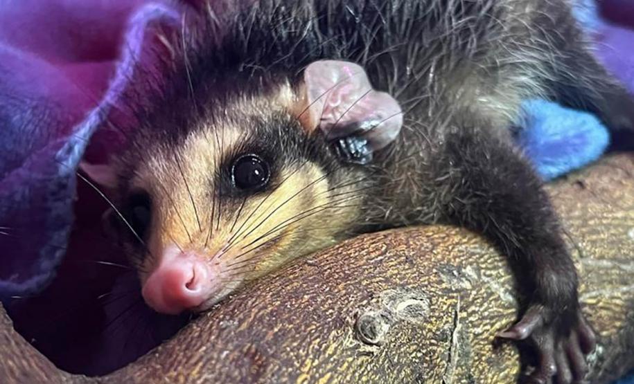 Foto de gambá resgatado