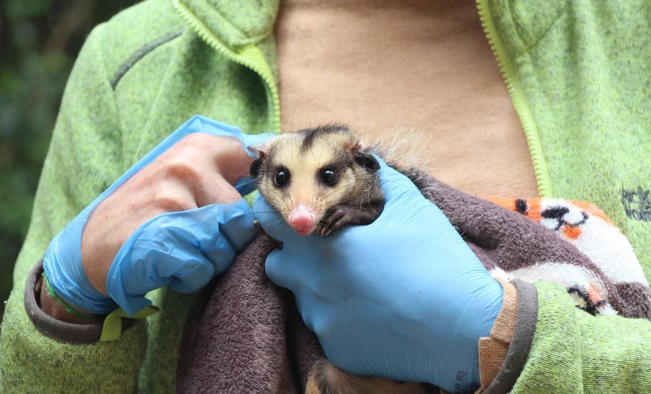 Foto de gambá resgatado