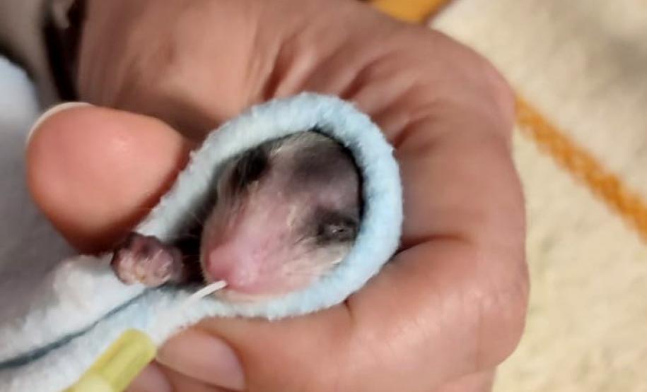 Foto de gambá resgatado