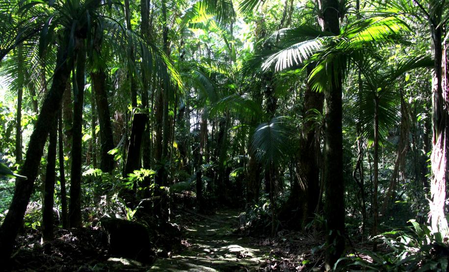 As 28 Unidades de Conservação do Paraná abertas à visitação possuem trilhas como um dos principais atrativos naturais.