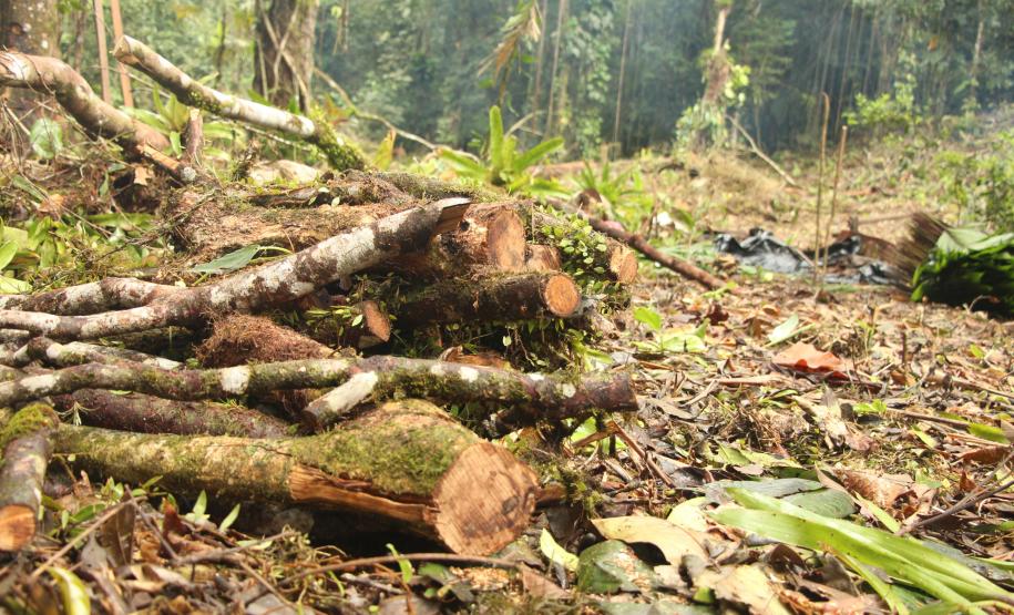 Sétima edição da Operação Mata Atlântica pretende vistoriar cerca de 1 mil hectares no Paraná.