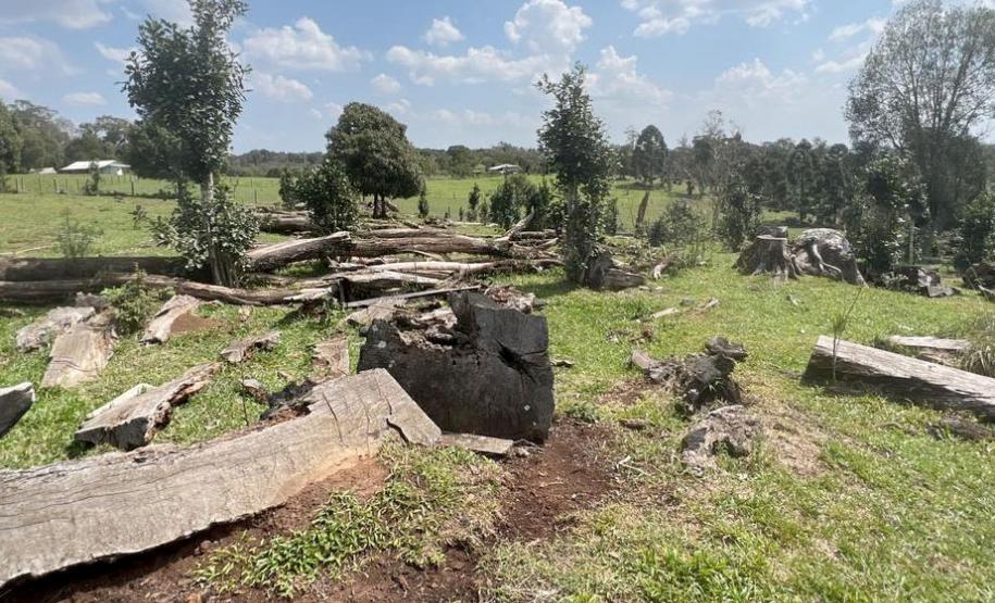 Foto da operação Mata Atlântica