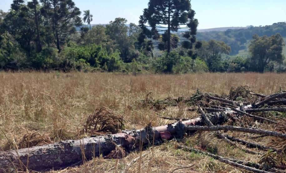 Foto da operação Mata Atlântica