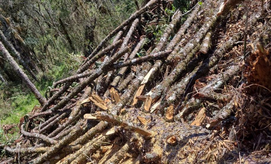 Foto da operação Mata Atlântica