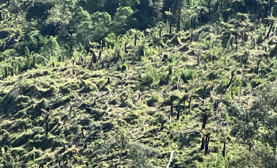 Foto da operação Mata Atlântica