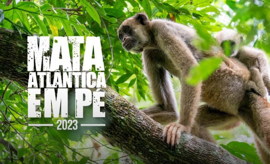 Sétima edição da Operação Mata Atlântica pretende vistoriar cerca de 1 mil hectares no Paraná.