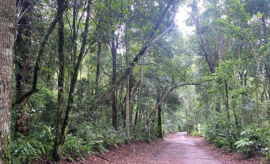 Trilha por entre a mata do Parque Estadual Cabeça do Cachorro.