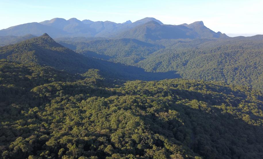 Com áreas verdes, 98 cidades do Paraná têm grande controle sobre emissões de carbono