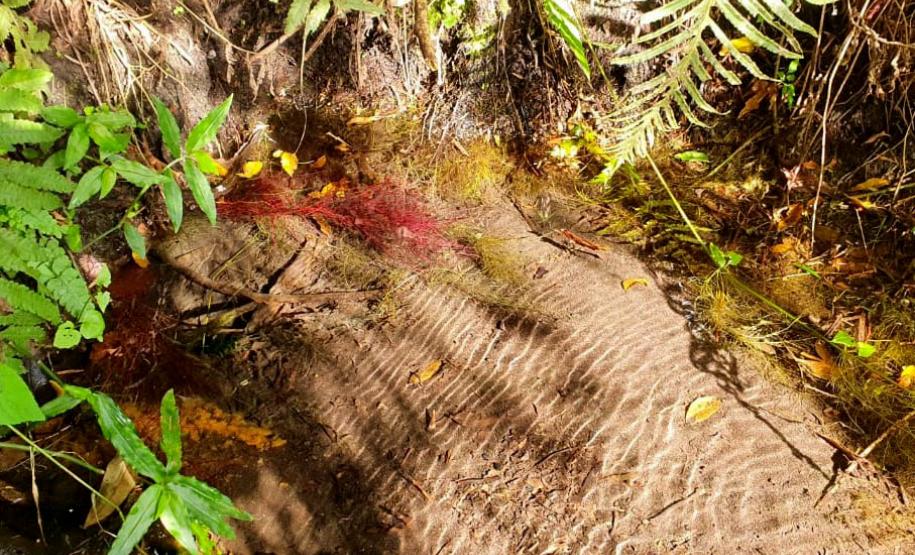 Água cristalina rasa em meio a mata paranaense
