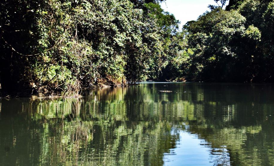 Rio rodeado de vegetação nativa paranaense