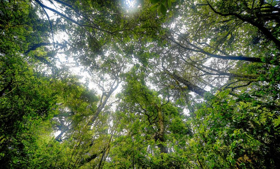 Árvores características do Paraná em contra luz do céu
