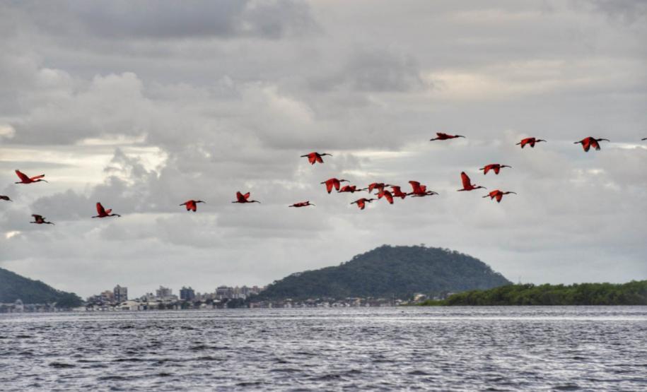 Grupo de pássaros guarás sobrevoando o litoral paranaense