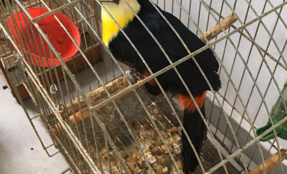 Fiscais do escritório regional do IAT de Curitiba resgataram 20 aves silvestres vítimas de maus-tratos em Rio Branco do Sul.