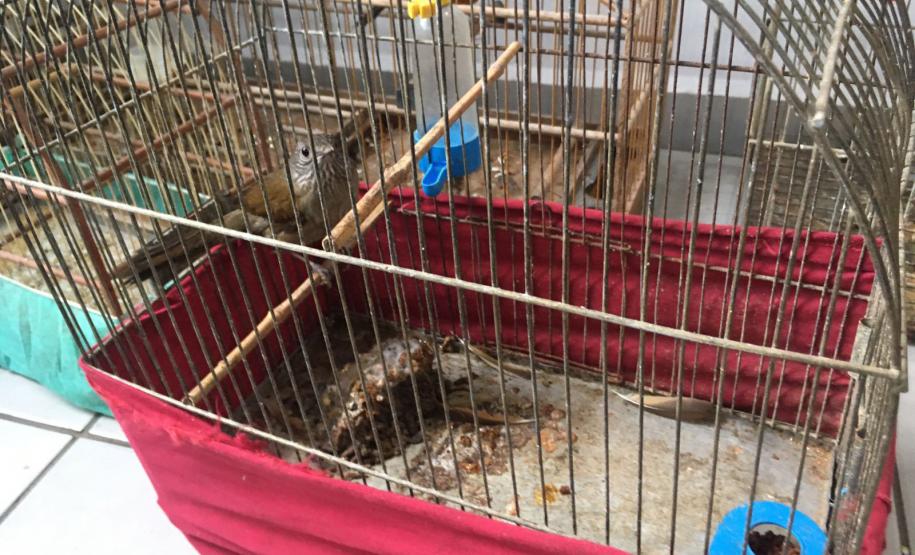 Fiscais do escritório regional do IAT de Curitiba resgataram 20 aves silvestres vítimas de maus-tratos em Rio Branco do Sul.