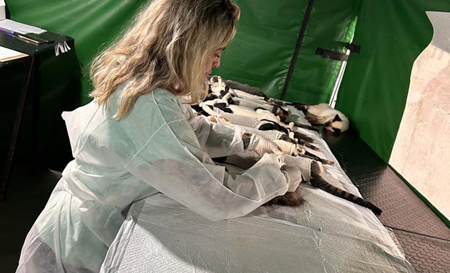 Em quatro meses, CastraPet Paraná atinge 63% dos municípios cadastrados no projeto neste ano